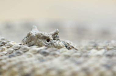 Kayadaki çıngıraklı yılanın yakın çekimi.