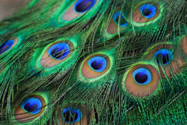 Güzel tavus kuşu tüylü tavus kuşu tüyleri, yaklaşın.