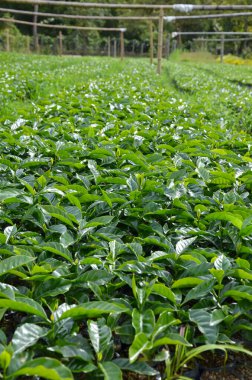 Kolombiya 'da kahve yetiştiriyorum.