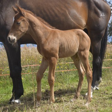 Yavru at. Bir tay ve anne.