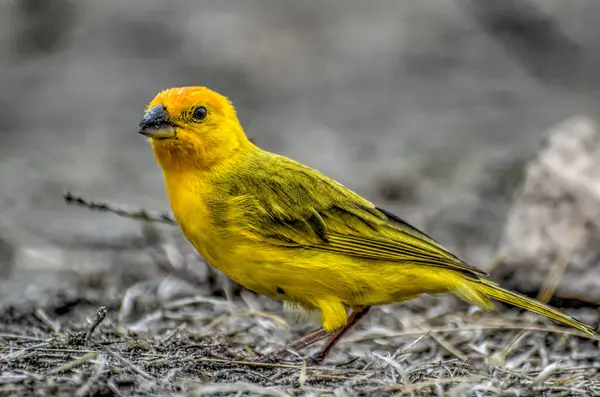 yellow bird in the desert
