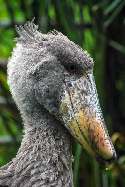 African Shoebill Bird Perfil Closeup — Stock Photo, Image