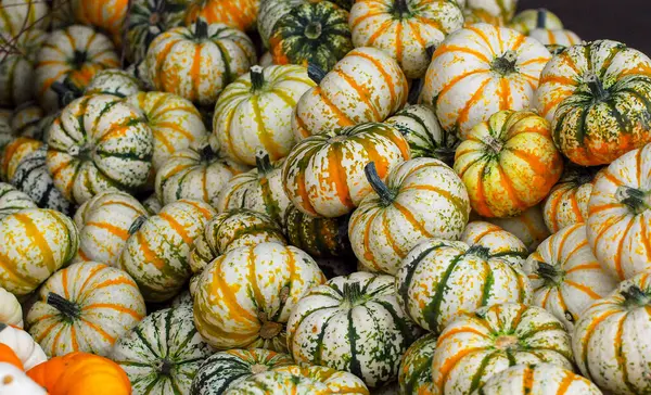 秋季市场上色彩艳丽的南瓜系列 — 图库照片