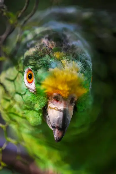 Лицо Попугая Крупным Планом — стоковое фото