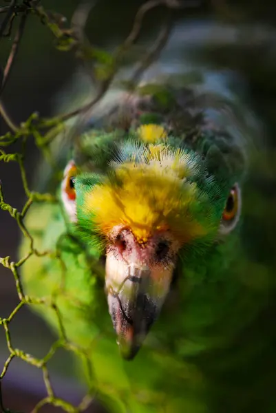 Papuga Twarz Zbliżenie — Zdjęcie stockowe
