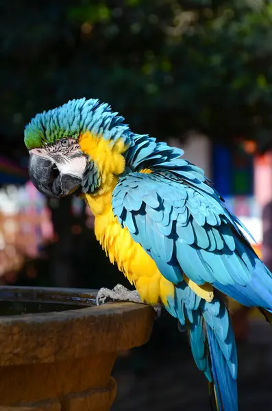 Papagaio Parque — Fotografia de Stock