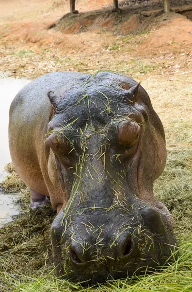 Close Hipopótamo Colômbia — Fotografia de Stock