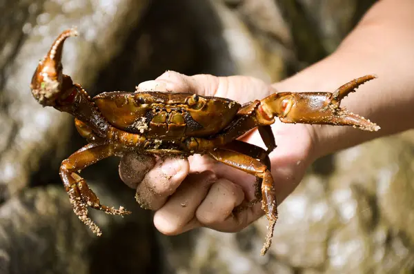 river crab in the hand
