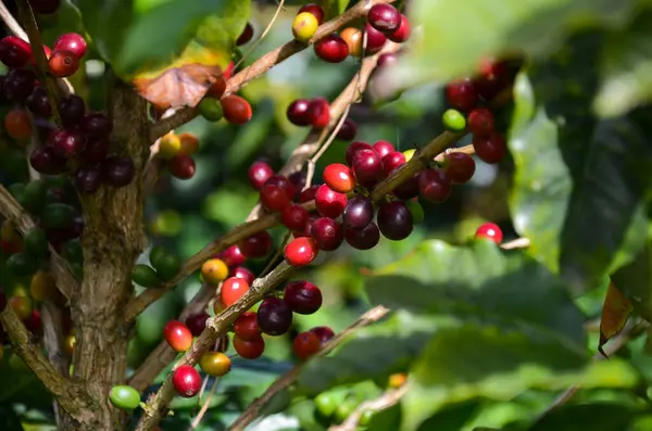 Ripped Arabica Coffee Beans Attached Branch Leaves — Stock Photo, Image