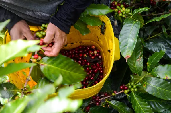 Selective harvesting coffee red beans
