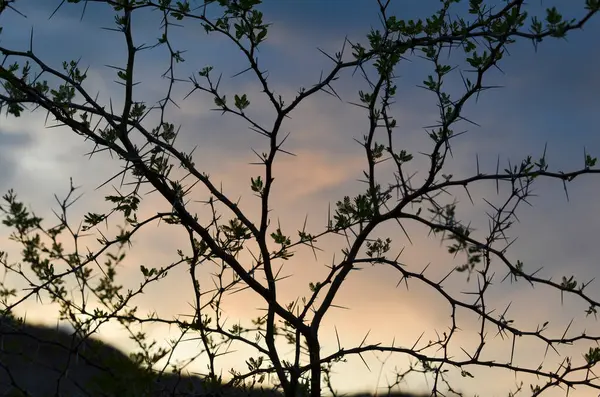 Branches Thorns Sunset — Stock Photo, Image