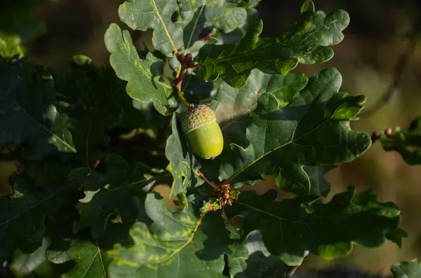 green acorn on an oak tree branch