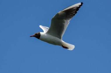 Arka planda mavi gökyüzünde uçan martı.
