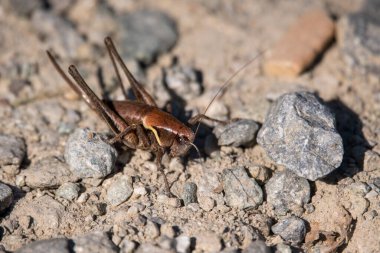 Bir çekirge yakın çekim