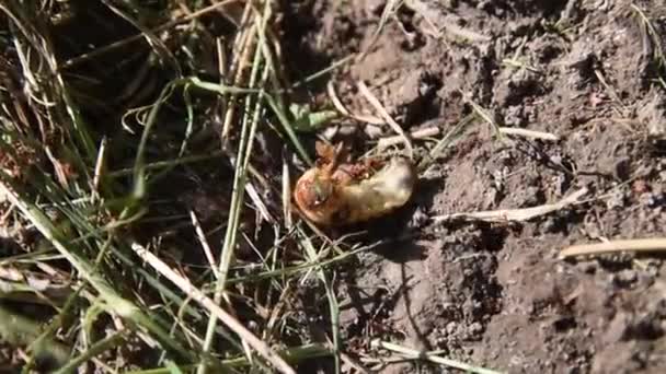 野原で大きな幼虫を攻撃するアリ — ストック動画