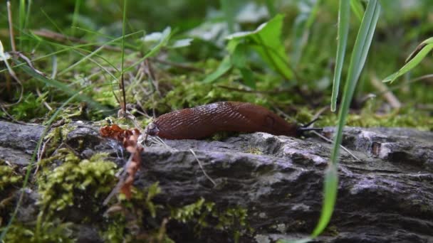 Ormandan Geçen Bir Sümüklü Böcek — Stok video