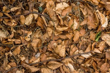 Yere düşen yapraklar ve dallar