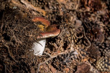 çam ormanı içinde mantar