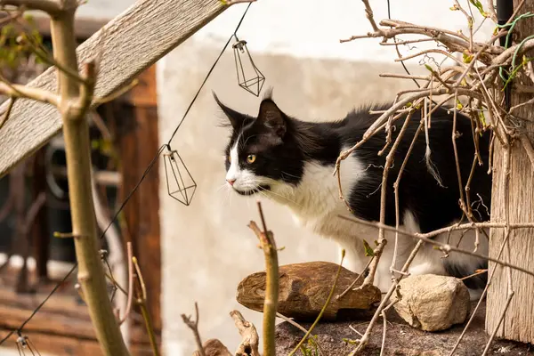 Maine coon cat on an old stone wall in a farm in Switzerland