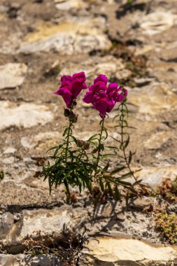 Dikey taşlı bir duvarda büyüyen bir aslanağzı bitkisinin yakınında.