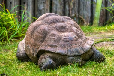 Dev Galapagos kaplumbağa arka görünümü