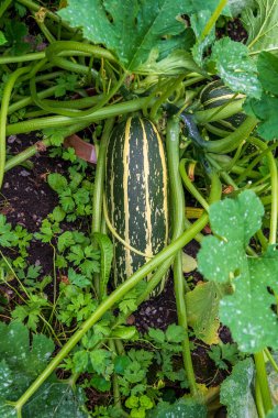 zucchini or courgette growing big from the plant clipart