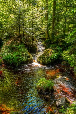 Ormandaki güzel su akıntısı
