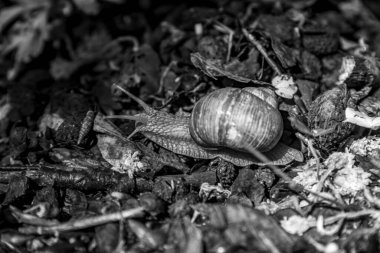 Siyah beyaz ormanda salyangoz