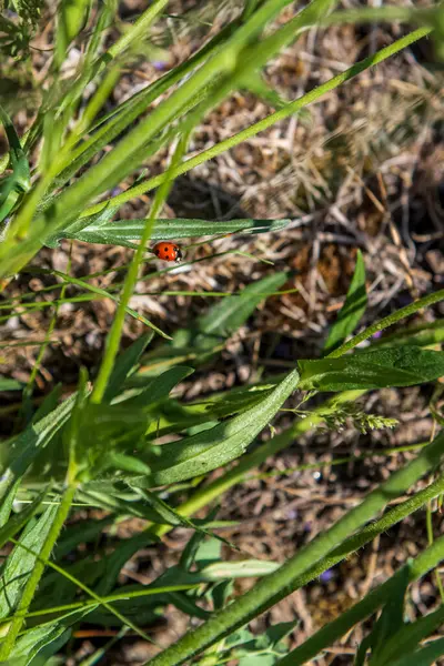 Close Wild Vegetation Field Ladybug Leave — Stock Photo, Image