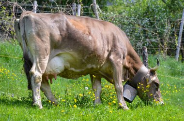 İsviçre çayırlarında otlayan bir inek.
