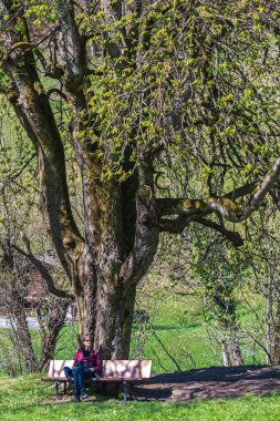 Genç bir kadın parktaki bir ağacın altında bankta oturuyor.