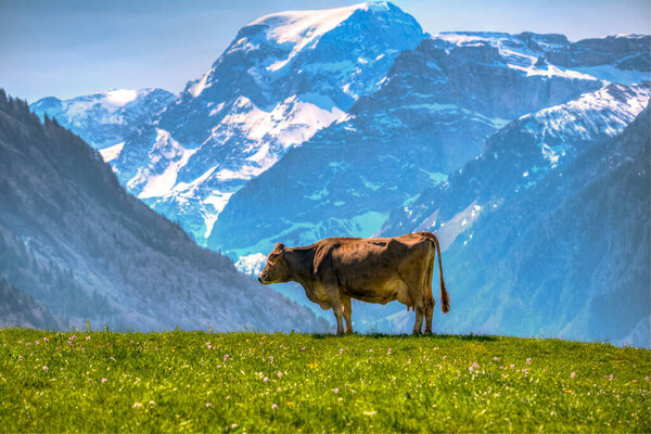 cows in the alps mountains grazing peacefuly