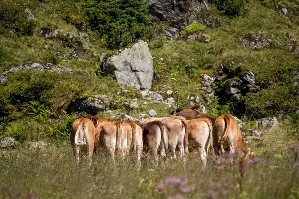 Glarus İsviçre 'deki Alpler manzaralı dağın zirvesinde.