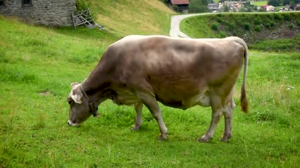 在阿尔卑斯山的沼泽地上 一头奶牛平静地吃着草 脖子上挂着铃铛 — 图库视频影像