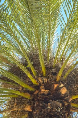 Hurma ağacının da salkımı sarkmış,