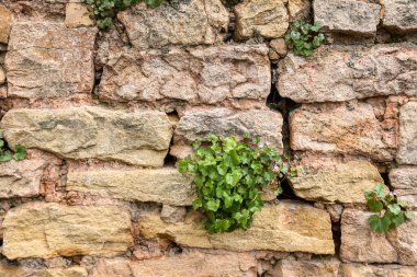 Arka planda bitkiler büyüyen eski taş duvar.