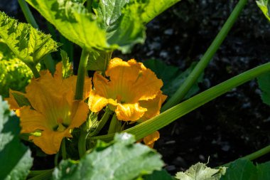 Bahçede yetişen sarı bir kabak çiçeğine yaklaş.