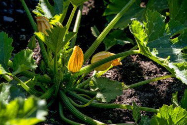 Bahçede yetişen sarı bir kabak çiçeğine yaklaş.