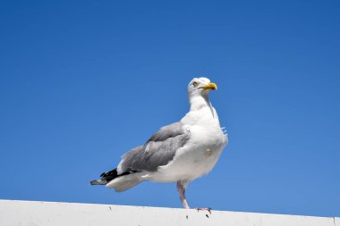 İngiltere 'de bir iskelede duran yaşlı beyaz martı.