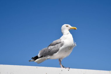 İngiltere 'de bir iskelede duran yaşlı beyaz martı.