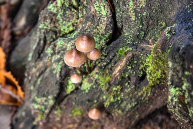 Sonbahar yaprakları eski bir ağacın yosunlu köklerinin yanında.