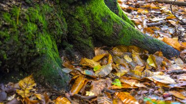 Sonbahar yaprakları eski bir ağacın yosunlu köklerinin yanında.
