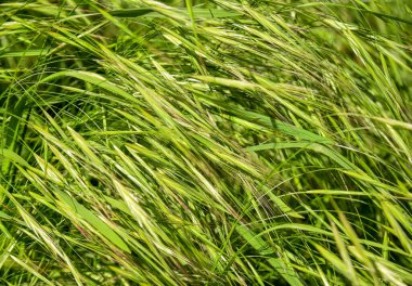 Bereketli Yeşil Çimenlerin Yakın Çekimi Bahar Rüzgarında Nazikçe Esiyor