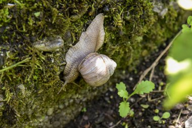 Romalı bir salyangozun (Helix pomatia) yosun kaplı taş bir yosun üzerinde sürünmesi.
