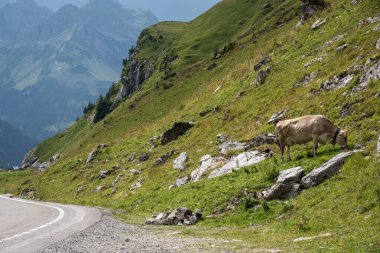 İsviçre Alplerinde sarmal bir dağ yolu ve kayaların yanında, dik bir çayırda huzur içinde otlar.