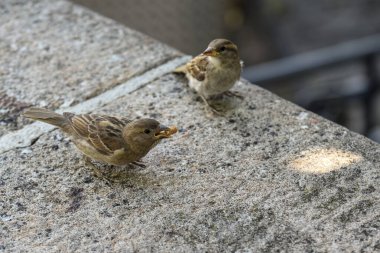 Taş bir yüzeyde iki serçe, bir tanesi ekmek kırıntısı tutuyor.
