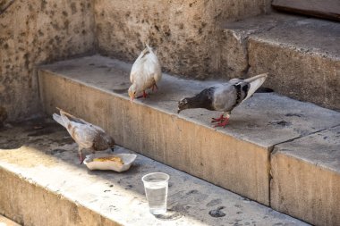 güvercinler ekmekle beslenir ve bir bardaktan su içerler, güneşli Valencia 'da eski taş basamaklara tünemişlerdir.