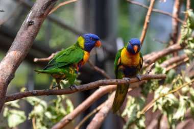 İki gökkuşağı Lorikeet bir dala tünemiş, canlı yeşil, mavi, sarı ve turuncu tüylerini doğal ışıkta sergiliyorlar.