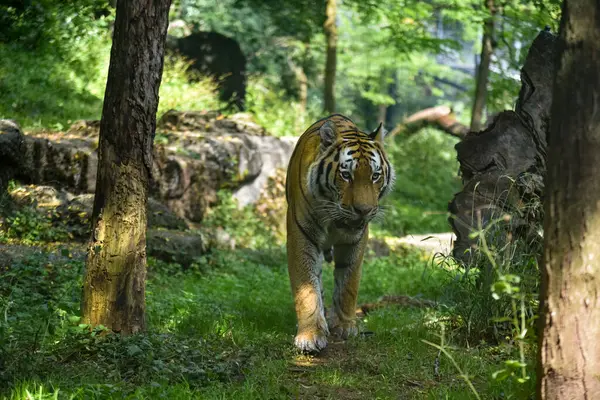 Görkemli bir kaplan doğal gün ışığında ağaçlar ve devrilmiş kütüklerle çevrili yemyeşil yaşam alanında zarifçe yürür.