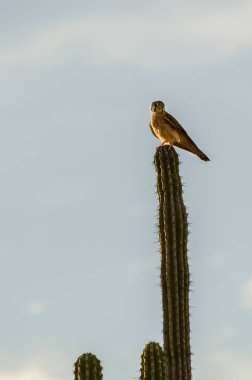 Kolombiya 'nın Tatacoa Çölü' nde, sıcak güneş ışığıyla aydınlanan uzun bir kaktüs arasında bir kerkenez.